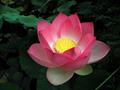 Nelumbo Nucifera